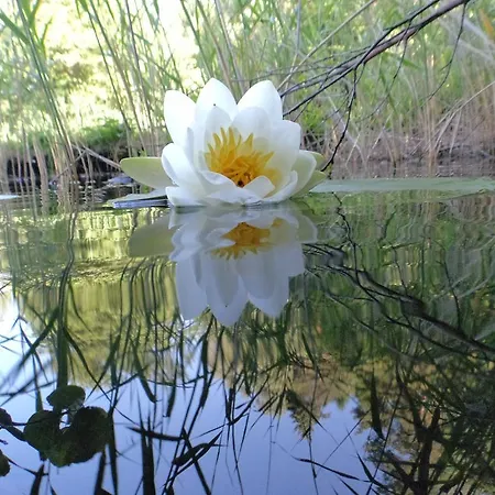 Seerose-saissersee Velden am Woerthersee