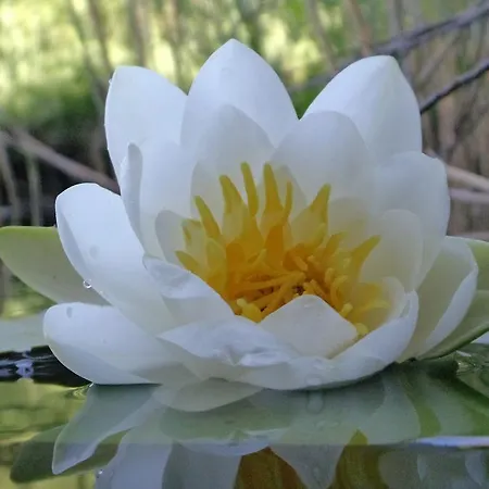 Seerose-saissersee * Velden am Woerthersee